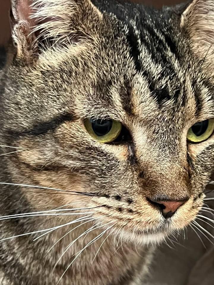 Cinzão, gato de porte pequeno para adoção em Bauru - SP — foto 2 de 3