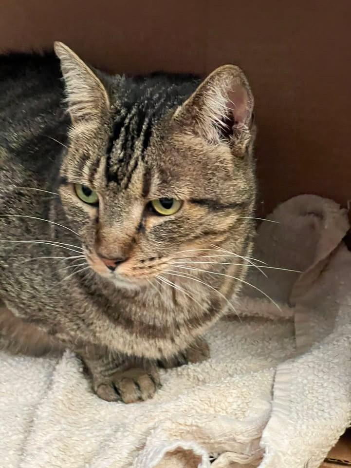 Cinzão, gato de porte pequeno para adoção em Bauru - SP — foto 3 de 3