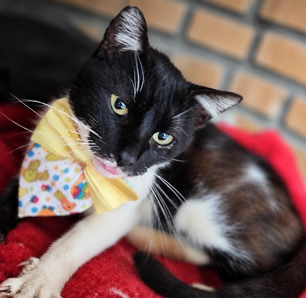 Ozzy, gato de porte pequeno para adoção em Bauru - SP