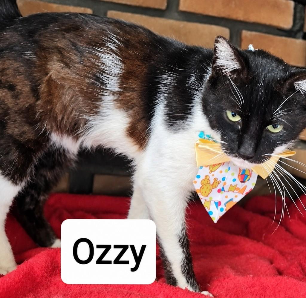 Ozzy, gato de porte pequeno para adoção em Bauru - SP — foto 2 de 4