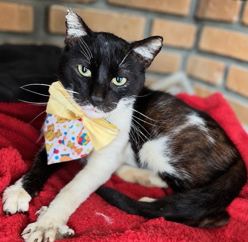 Ozzy, gato de porte pequeno para adoção em Bauru - SP — foto 3 de 4