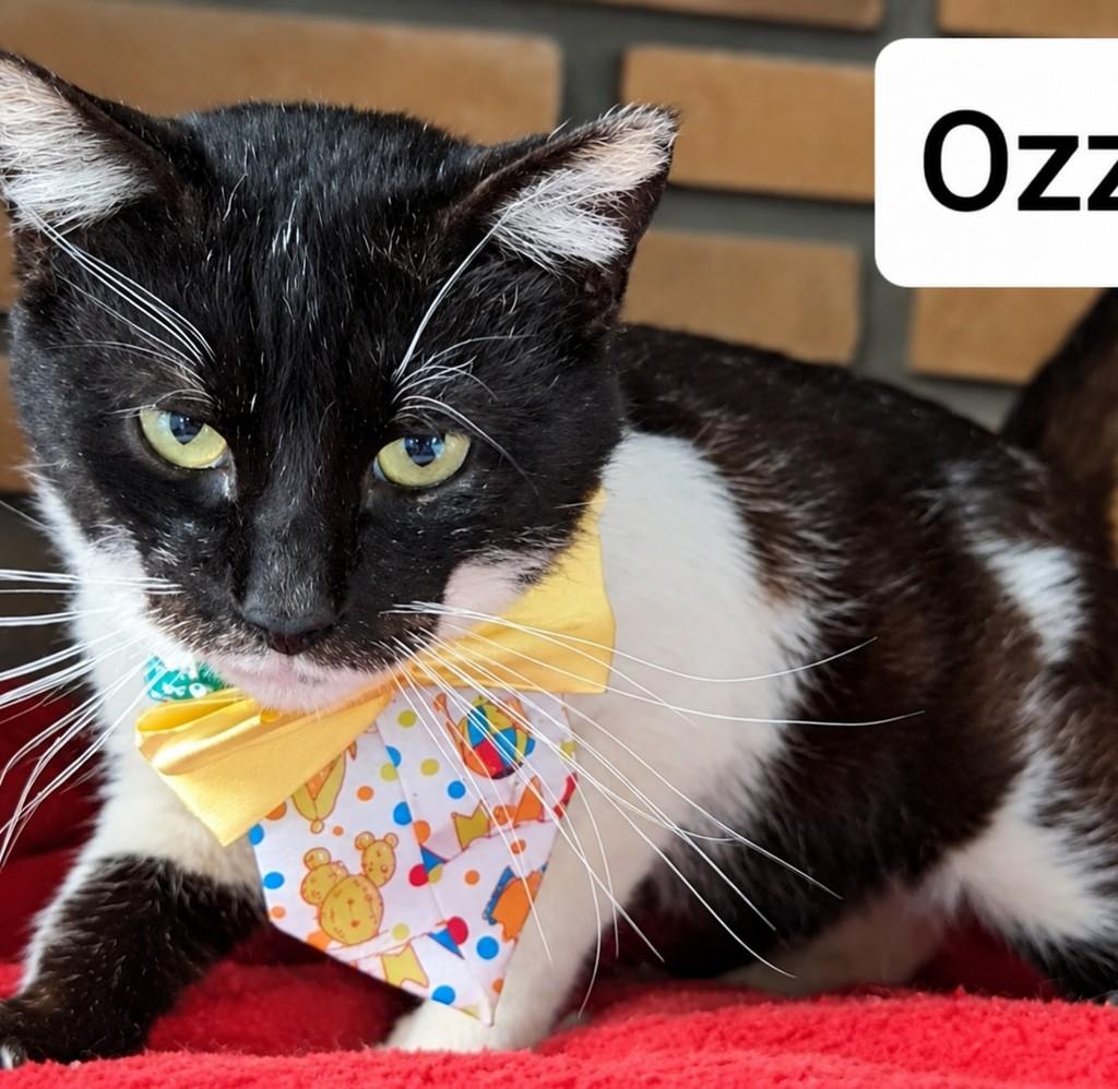 Ozzy, gato de porte pequeno para adoção em Bauru - SP — foto 4 de 4
