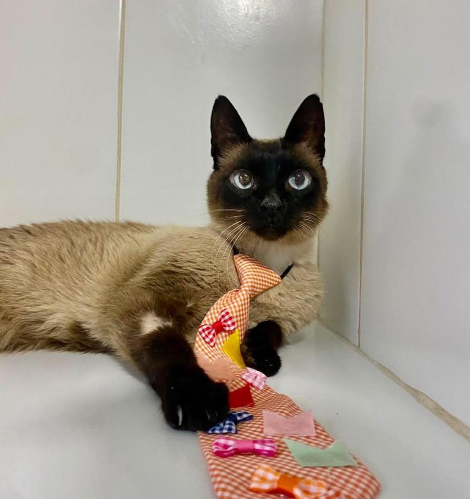 Logan, gato de porte pequeno para adoção em Bauru - SP