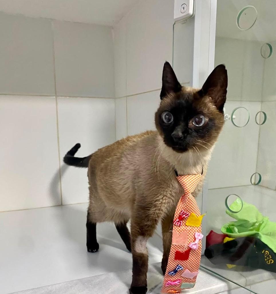 Logan, gato de porte pequeno para adoção em Bauru - SP — foto 2 de 10