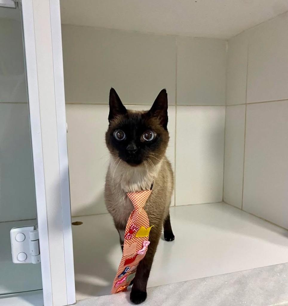 Logan, gato de porte pequeno para adoção em Bauru - SP — foto 3 de 10