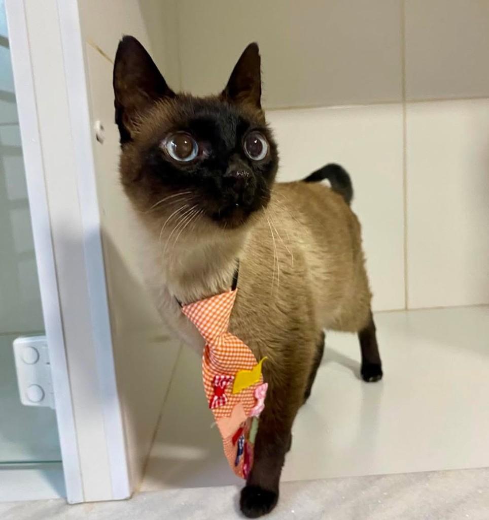 Logan, gato de porte pequeno para adoção em Bauru - SP — foto 4 de 10