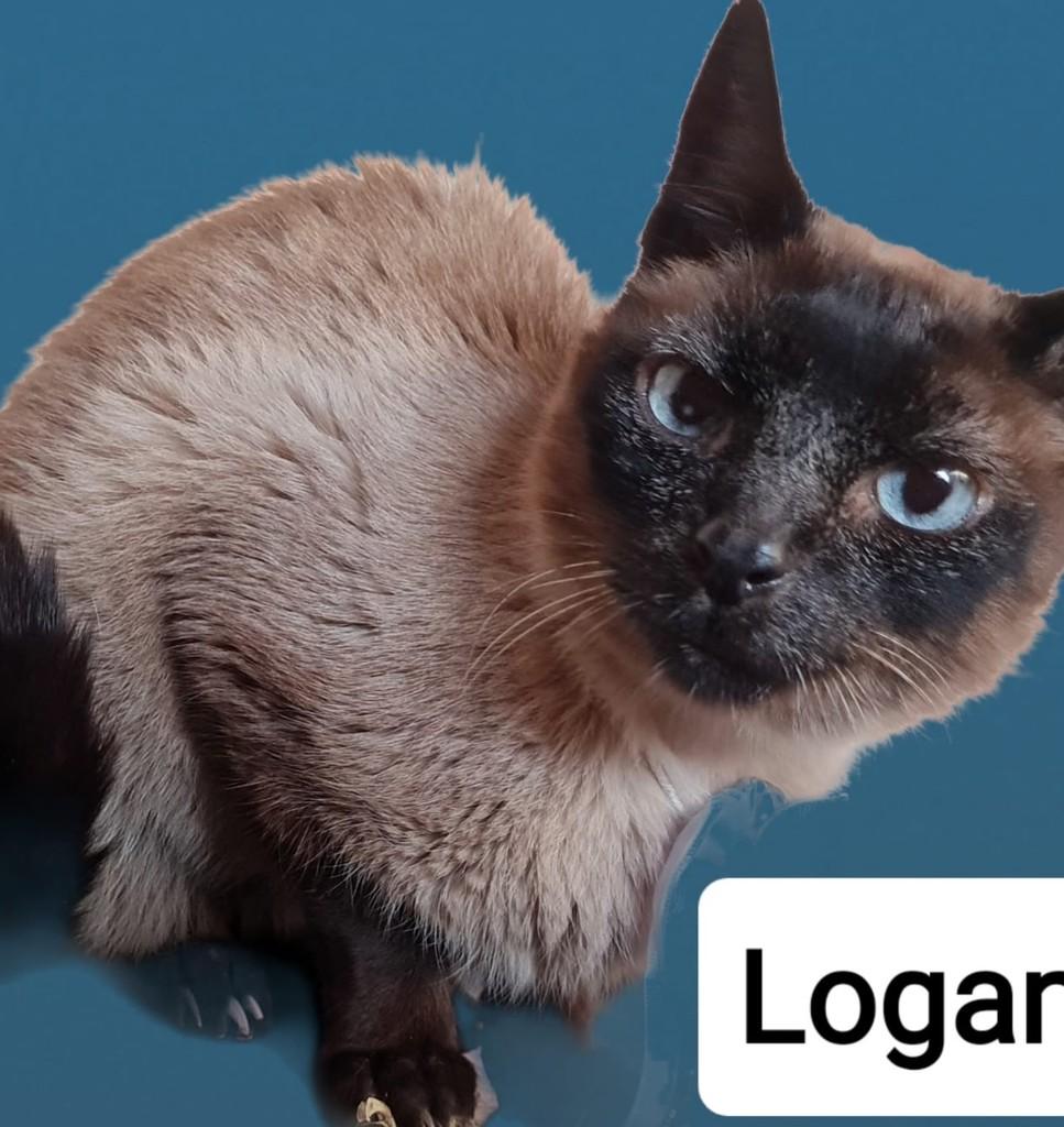 Logan, gato de porte pequeno para adoção em Bauru - SP — foto 5 de 10