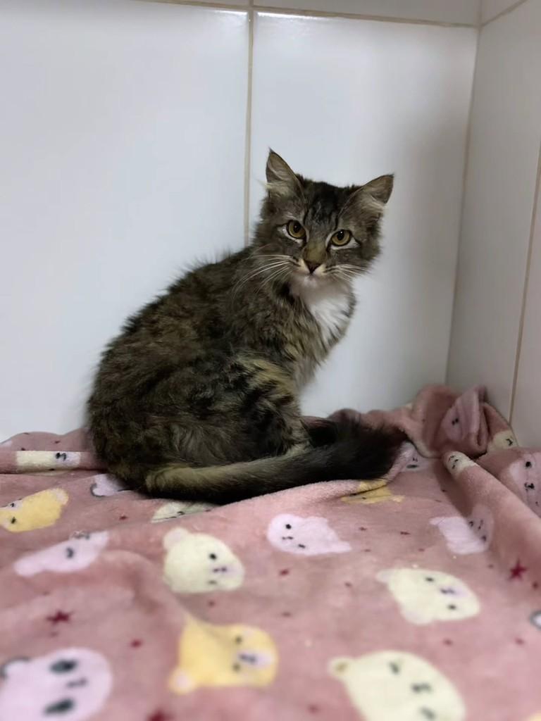 Blush, gata de porte pequeno para adoção em Bauru - SP
