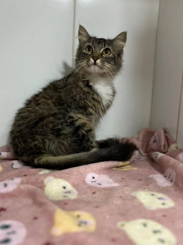 Blush, gata de porte pequeno para adoção em Bauru - SP — foto 2 de 13