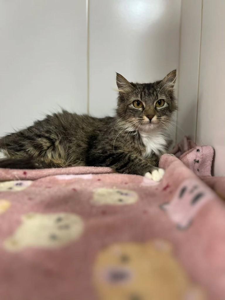 Blush, gata de porte pequeno para adoção em Bauru - SP — foto 3 de 13
