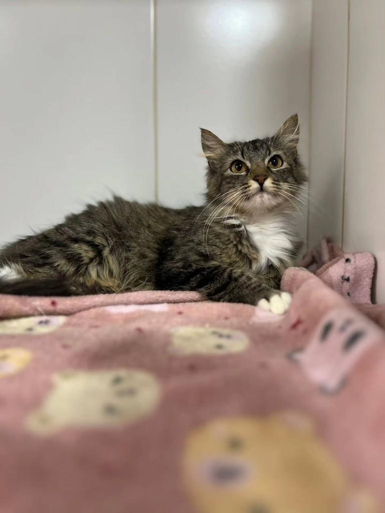 Blush, gata de porte pequeno para adoção em Bauru - SP — foto 4 de 13
