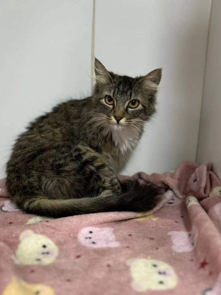 Blush, gata de porte pequeno para adoção em Bauru - SP — foto 5 de 13