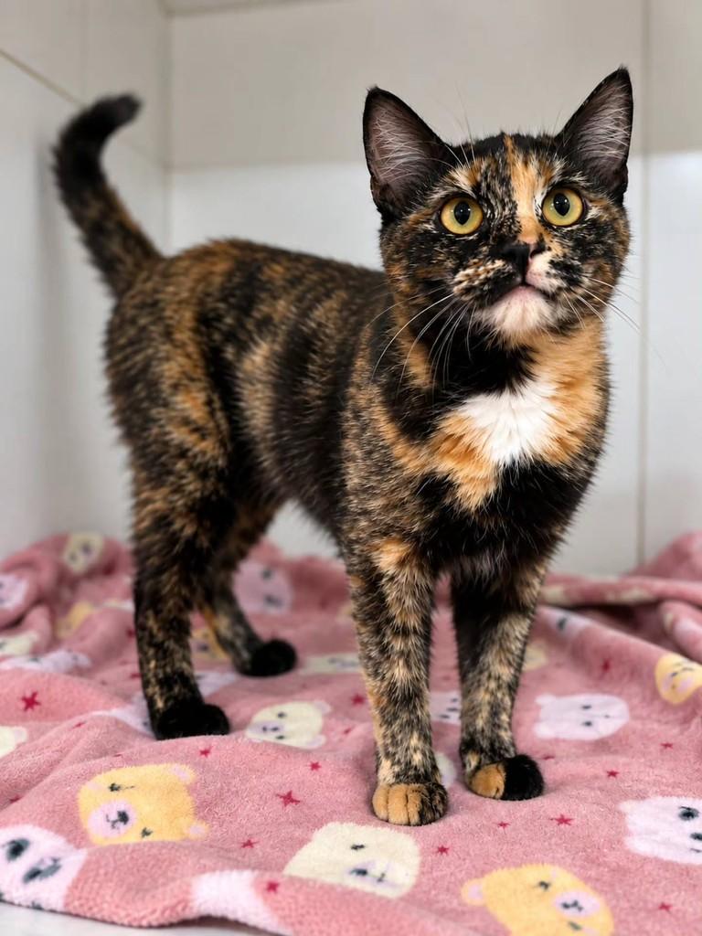 Gloss, gata de porte pequeno para adoção em Bauru - SP