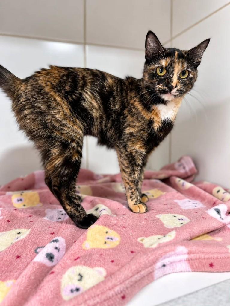 Gloss, gata de porte pequeno para adoção em Bauru - SP — foto 5 de 8