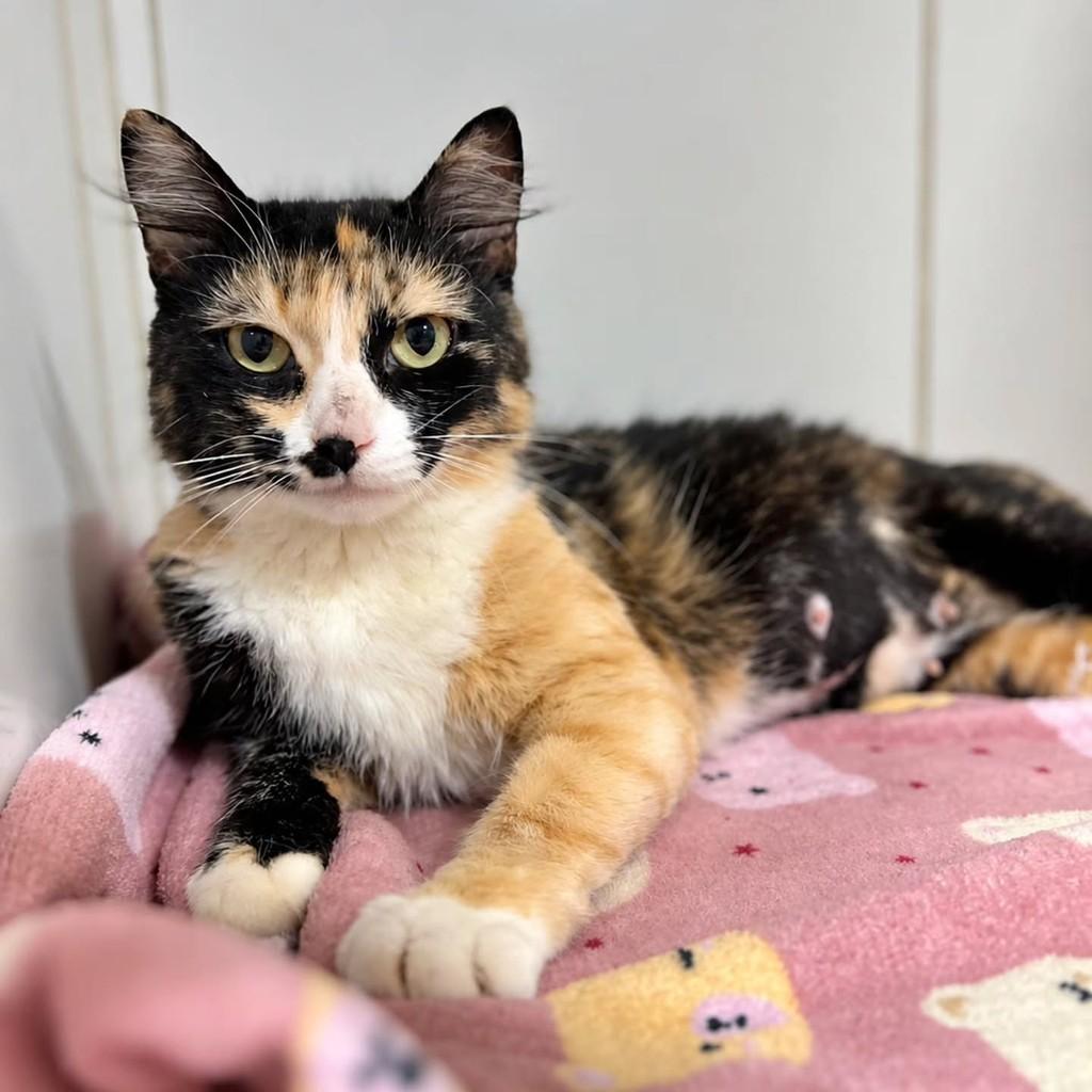 Glitter, gata de porte pequeno para adoção em Bauru - SP