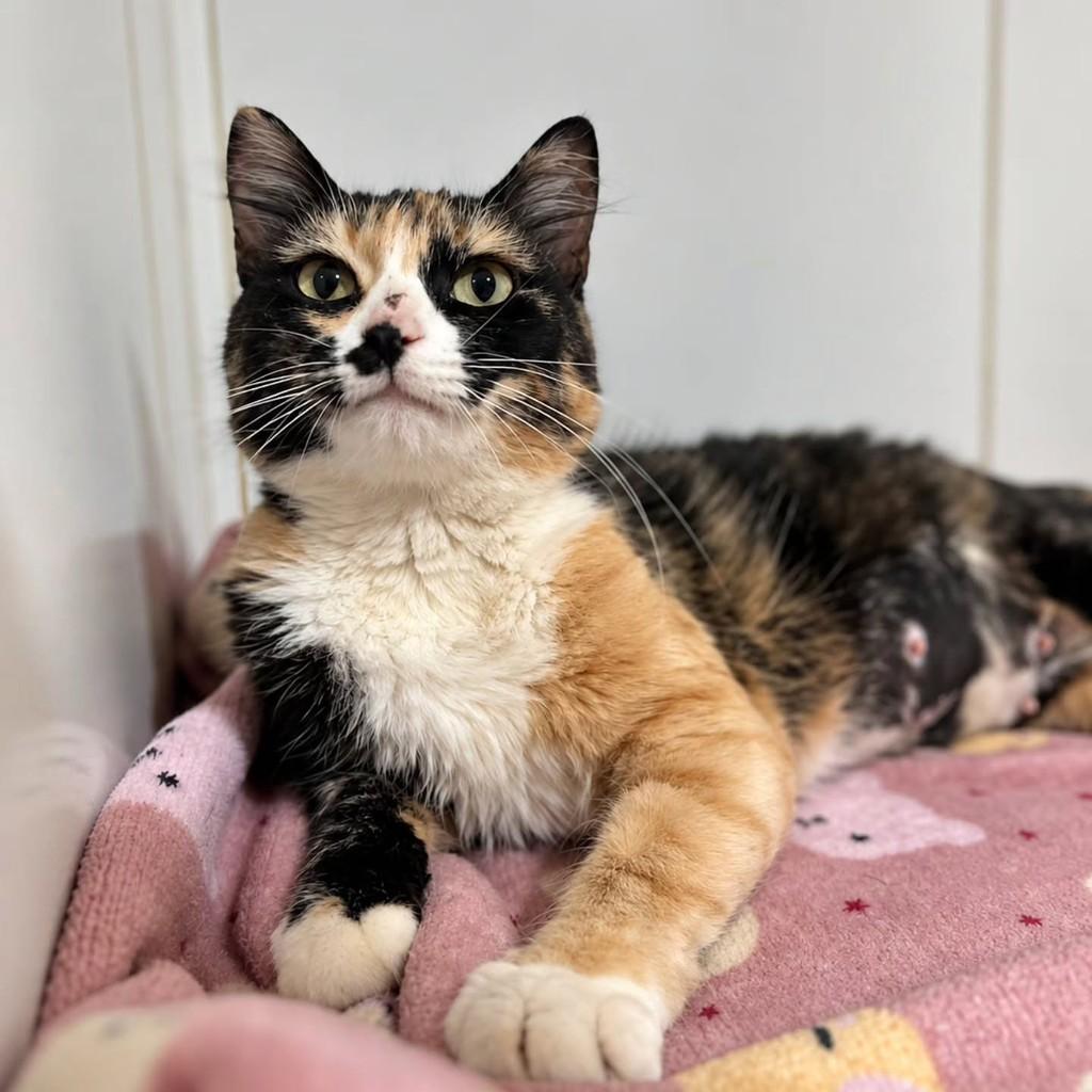 Glitter, gata de porte pequeno para adoção em Bauru - SP — foto 2 de 8
