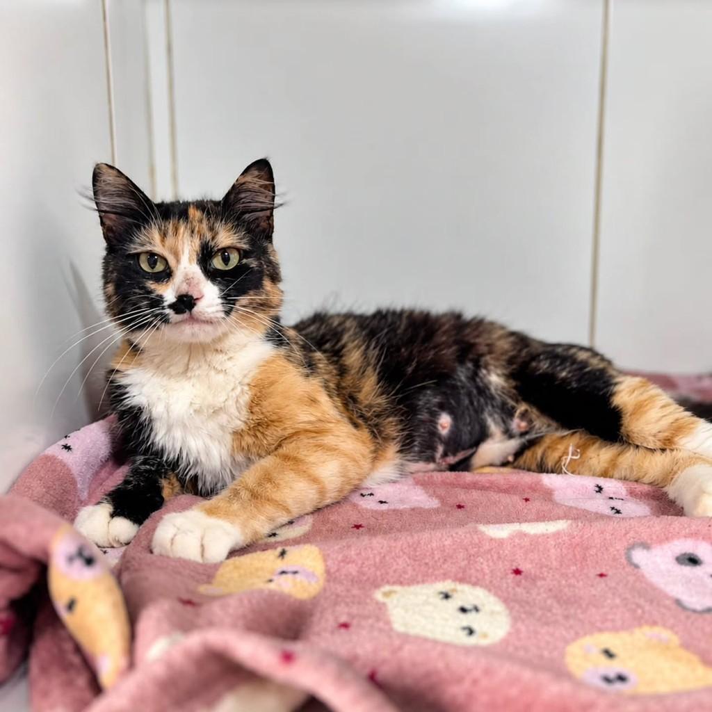 Glitter, gata de porte pequeno para adoção em Bauru - SP — foto 4 de 8