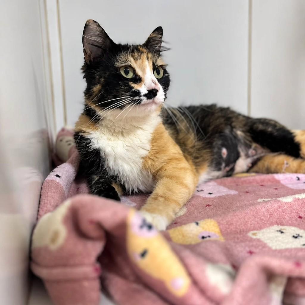 Glitter, gata de porte pequeno para adoção em Bauru - SP — foto 5 de 8