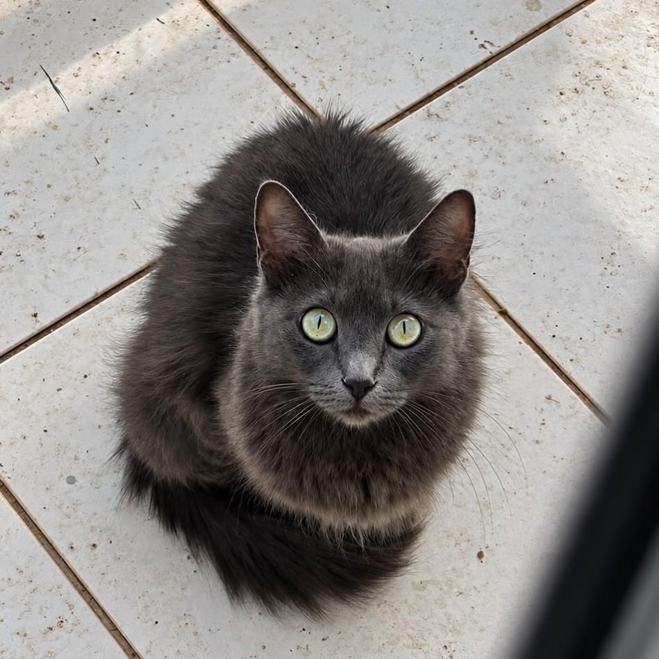 Fumaça, gato de porte médio para adoção em Bauru - SP