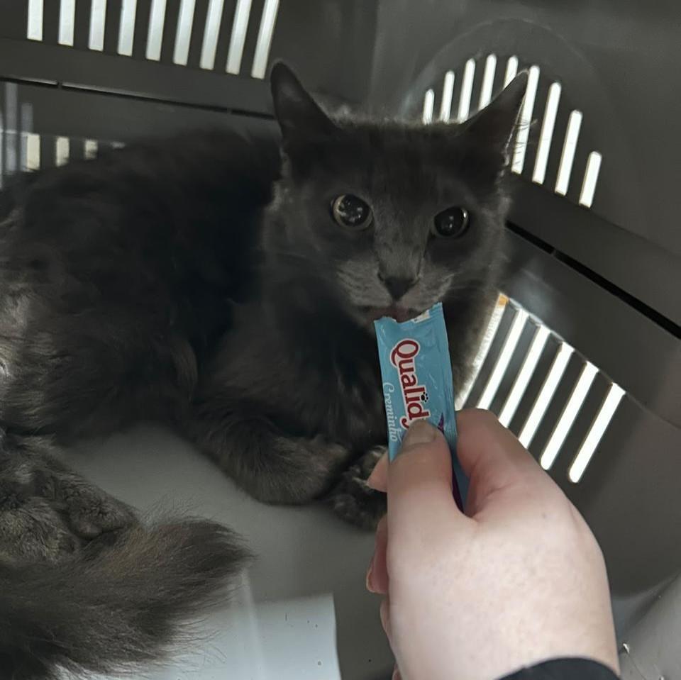 Fumaça, gato de porte médio para adoção em Bauru - SP — foto 2 de 5