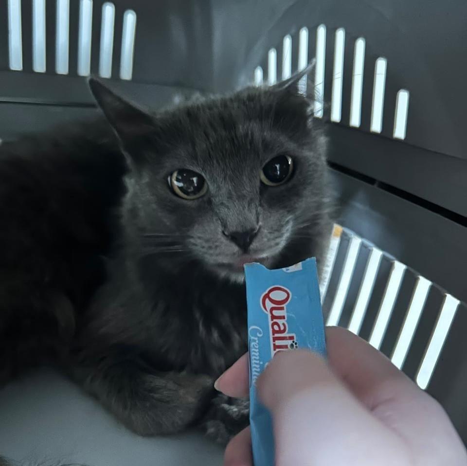Fumaça, gato de porte médio para adoção em Bauru - SP — foto 3 de 5