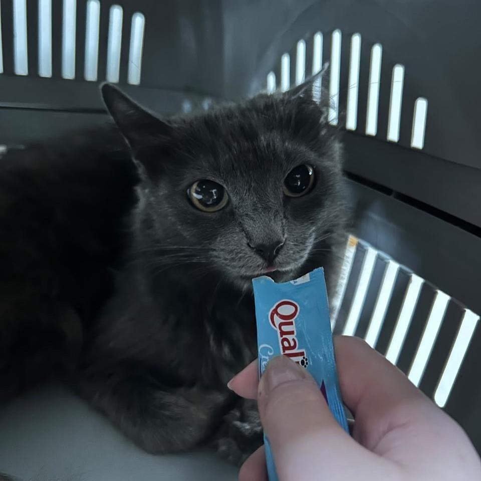 Fumaça, gato de porte médio para adoção em Bauru - SP — foto 5 de 5