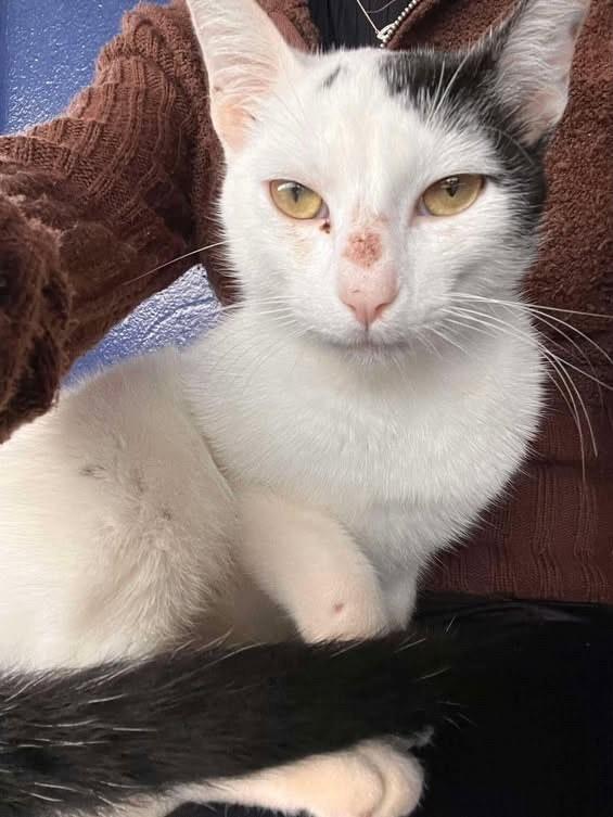 Nino, gato de porte pequeno para adoção em Agudos - SP