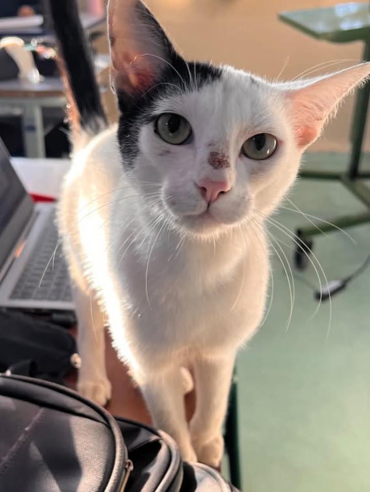 Nino, gato de porte pequeno para adoção em Agudos - SP — foto 2 de 4