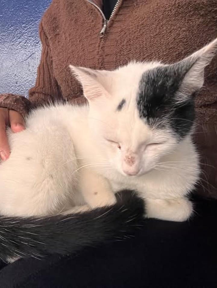 Nino, gato de porte pequeno para adoção em Agudos - SP — foto 3 de 4