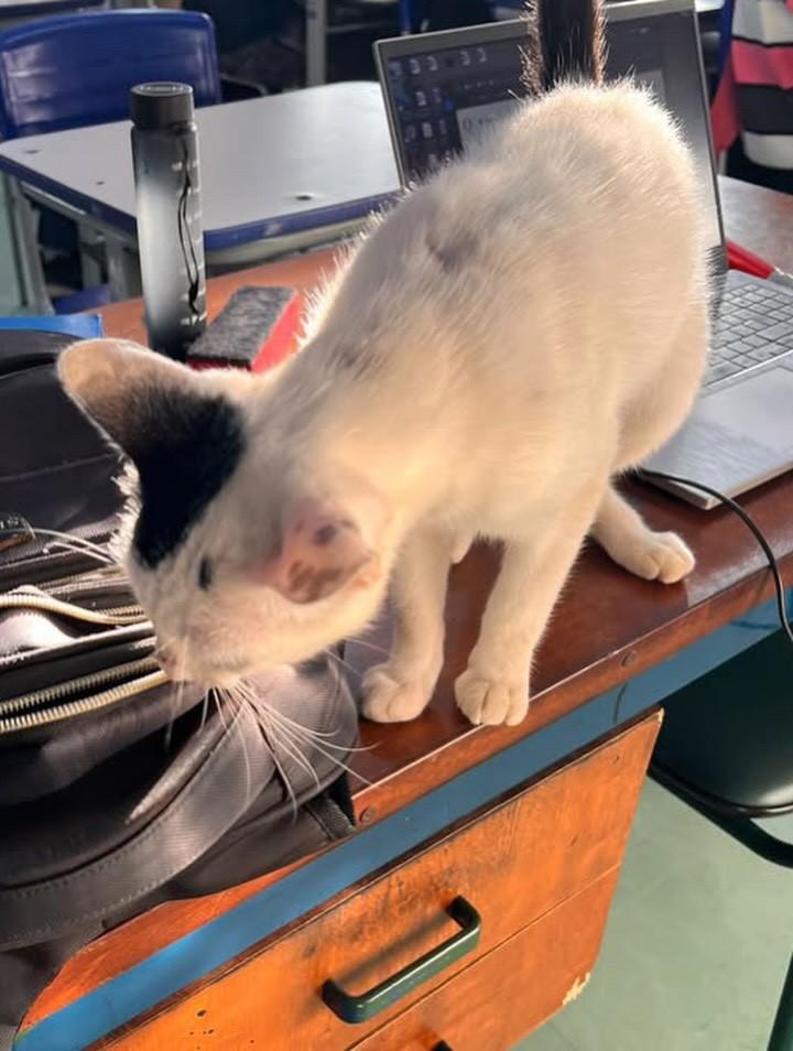 Nino, gato de porte pequeno para adoção em Agudos - SP — foto 4 de 4
