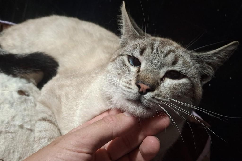 Azeitona, gato de porte médio para adoção em Bauru - SP
