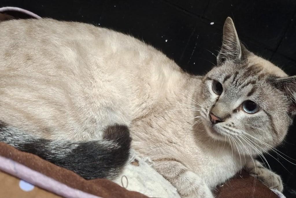 Azeitona, gato de porte médio para adoção em Bauru - SP — foto 2 de 5