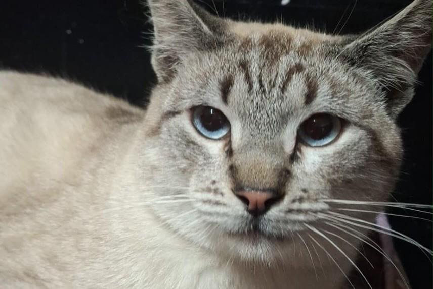 Azeitona, gato de porte médio para adoção em Bauru - SP — foto 3 de 5