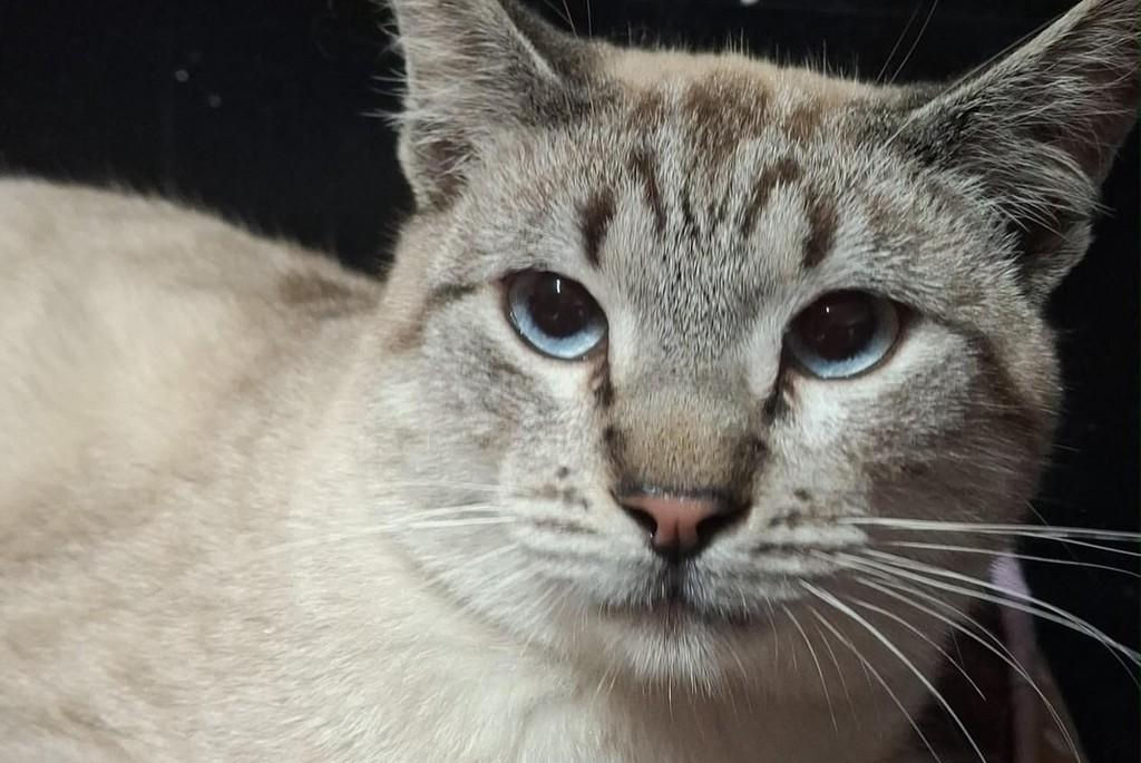 Azeitona, gato de porte médio para adoção em Bauru - SP — foto 4 de 5