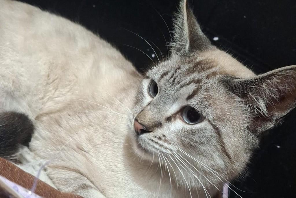 Azeitona, gato de porte médio para adoção em Bauru - SP — foto 5 de 5