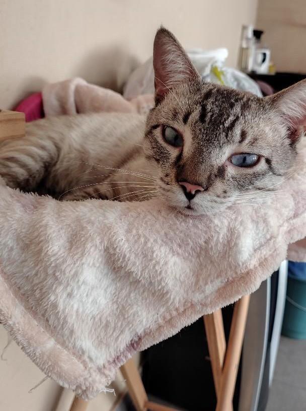 Zeca, gato de porte médio para adoção em Bauru - SP
