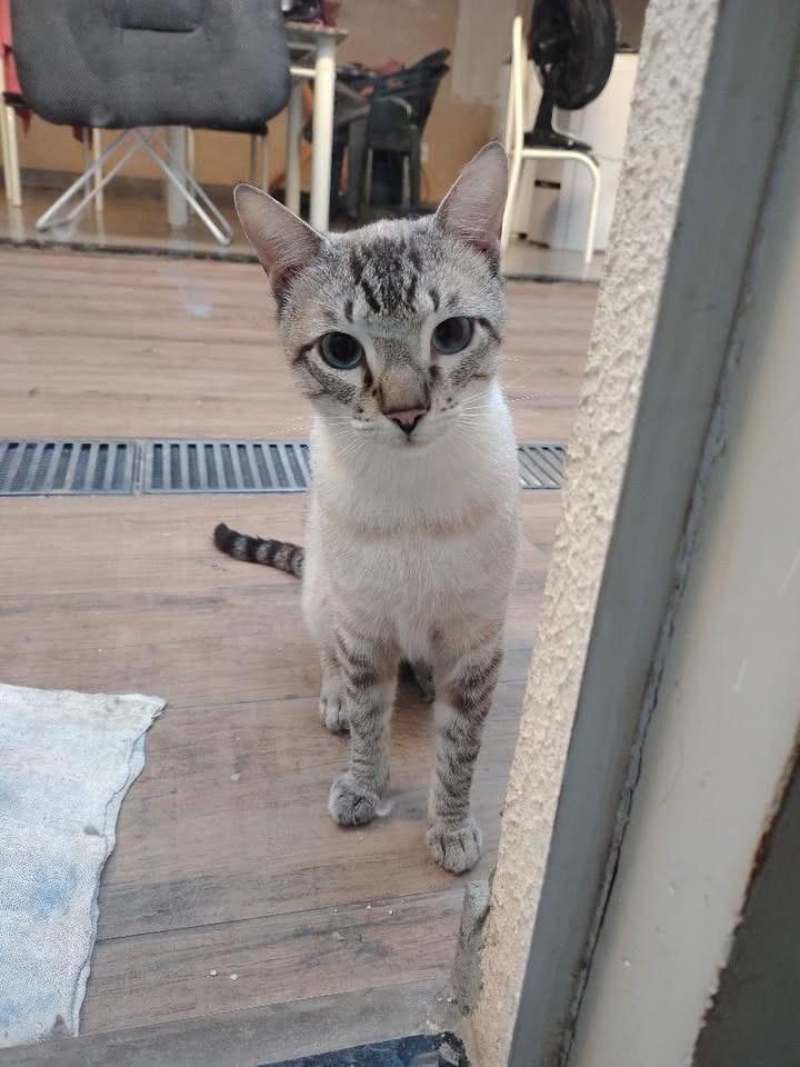 Zeca, gato de porte médio para adoção em Bauru - SP — foto 2 de 2