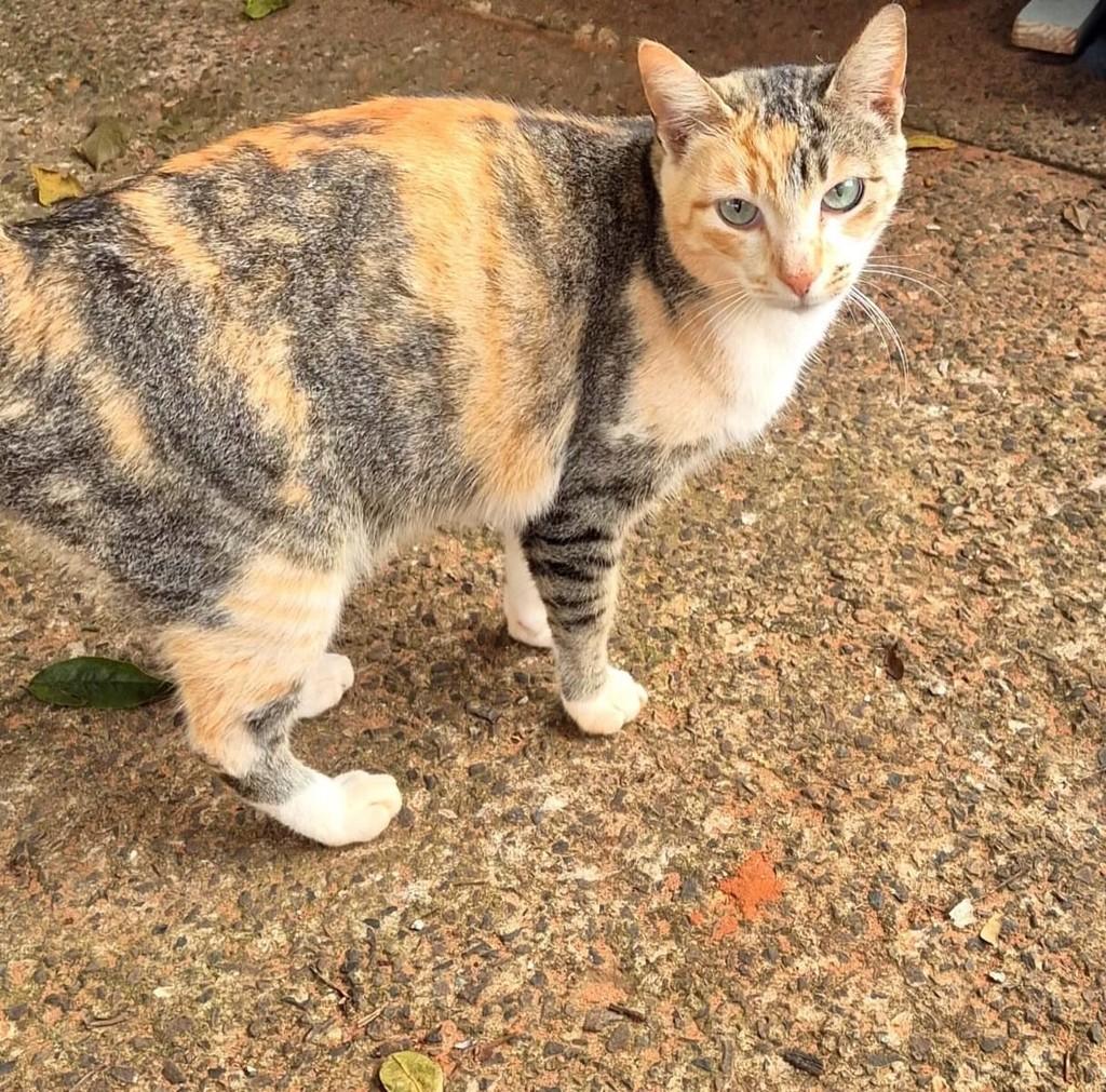 Ameixinha, gata de porte pequeno para adoção em Bauru - SP