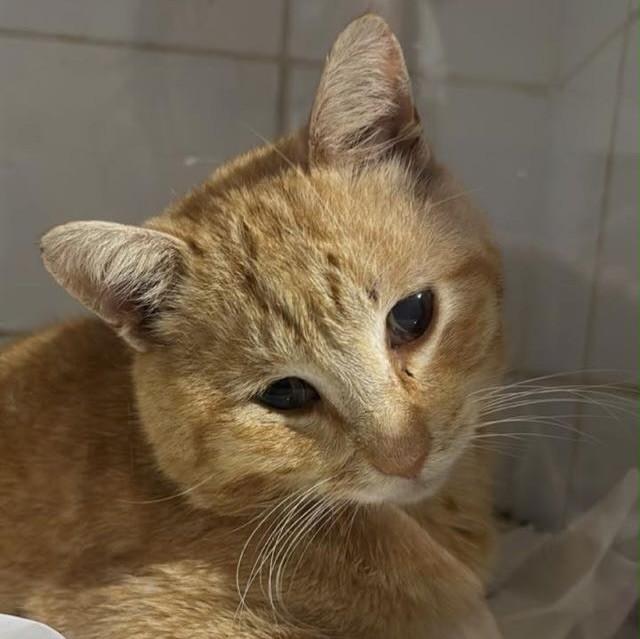 Arthur, gato de porte pequeno para adoção em Bauru - SP