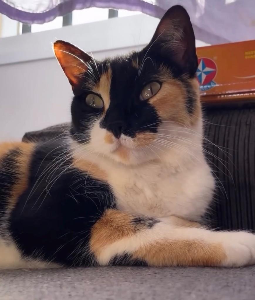 Pérola, gata de porte médio para adoção em Bauru - SP