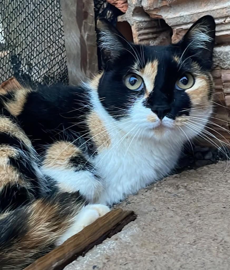 Pérola, gata de porte médio para adoção em Bauru - SP — foto 2 de 3
