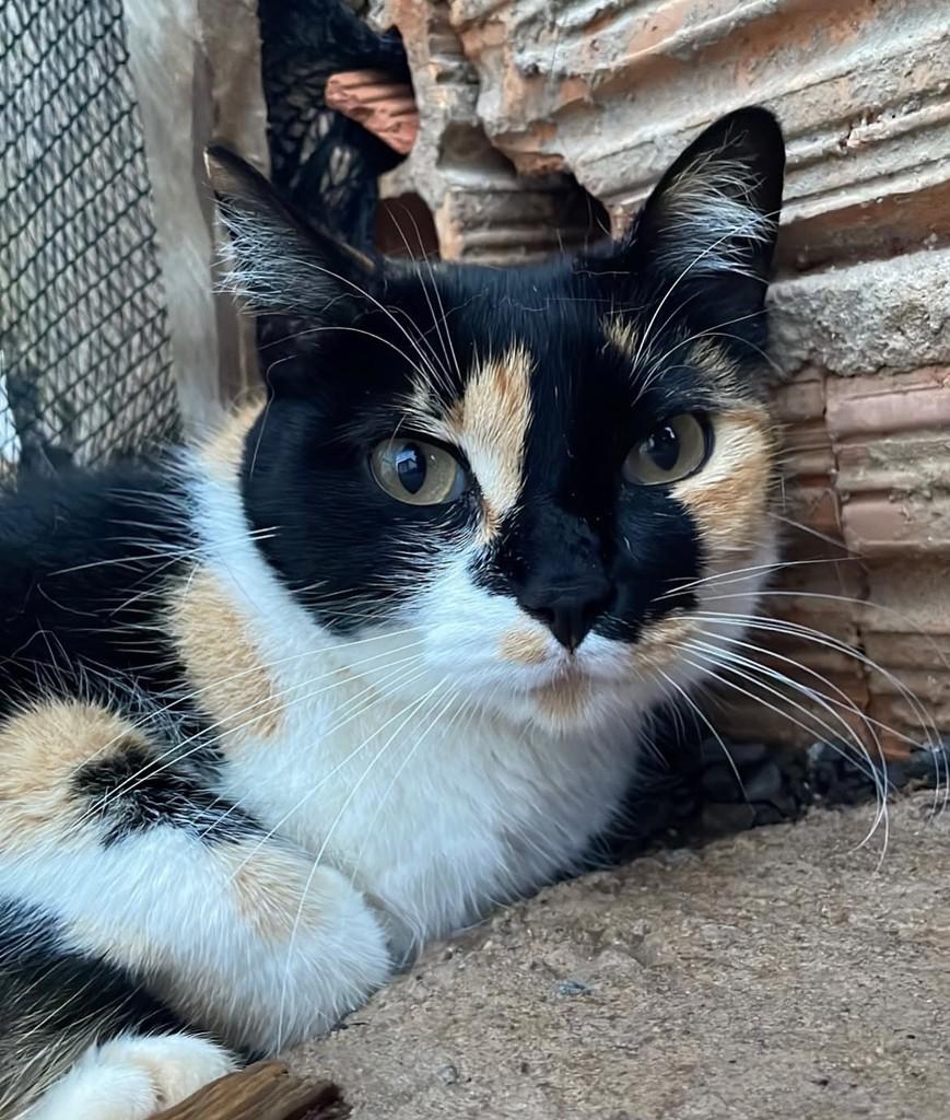 Pérola, gata de porte médio para adoção em Bauru - SP — foto 3 de 3