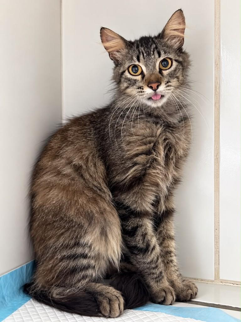 Fubá, gato de porte médio para adoção em Bauru - SP