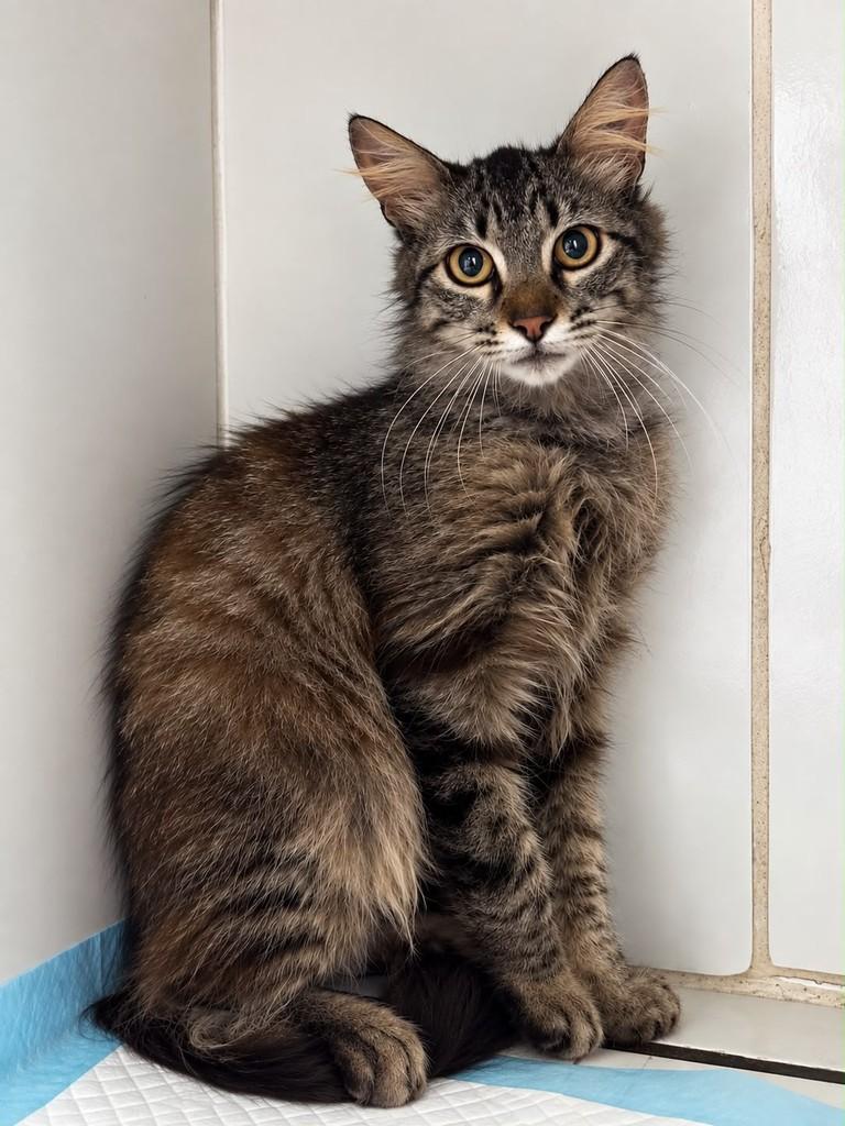 Fubá, gato de porte médio para adoção em Bauru - SP — foto 2 de 2