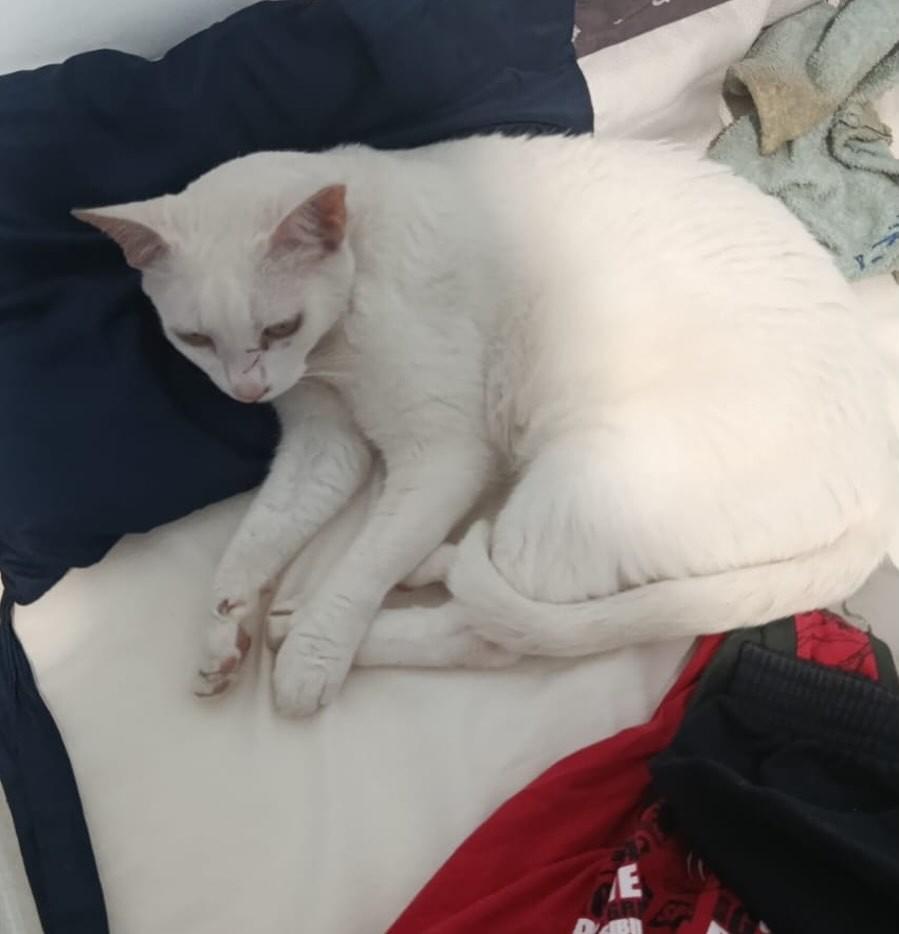 Melissa, gata de porte médio para adoção em Bauru - SP — foto 2 de 2