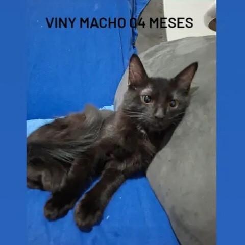 Vini, gato de porte pequeno para adoção em Bauru - SP