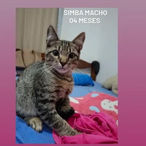 Simba, gata de porte médio para adoção em Bauru - SP