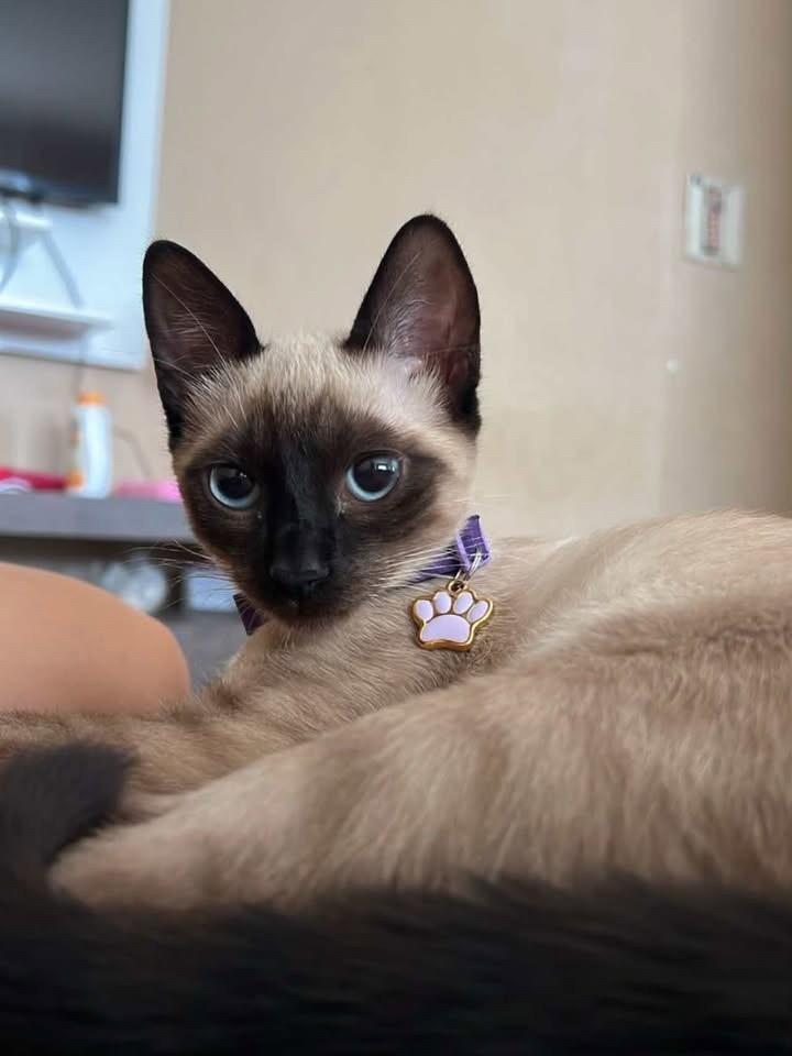Olívia, gata de porte pequeno para adoção em Bauru - SP