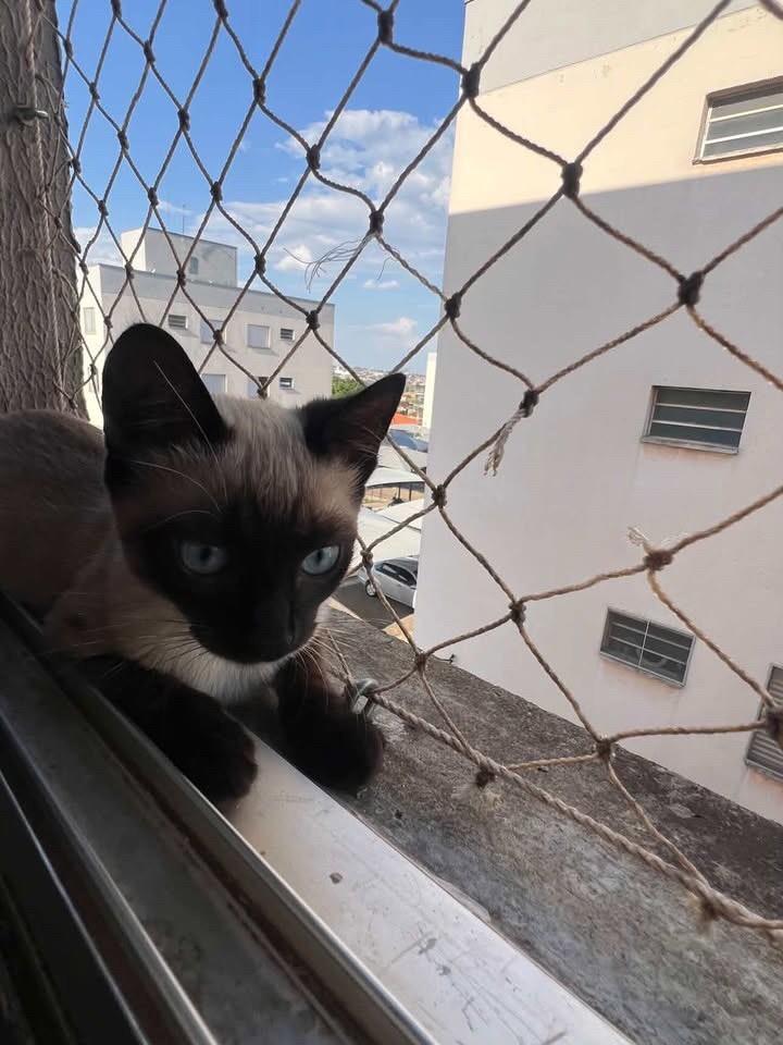 Olívia, gata de porte pequeno para adoção em Bauru - SP — foto 2 de 4