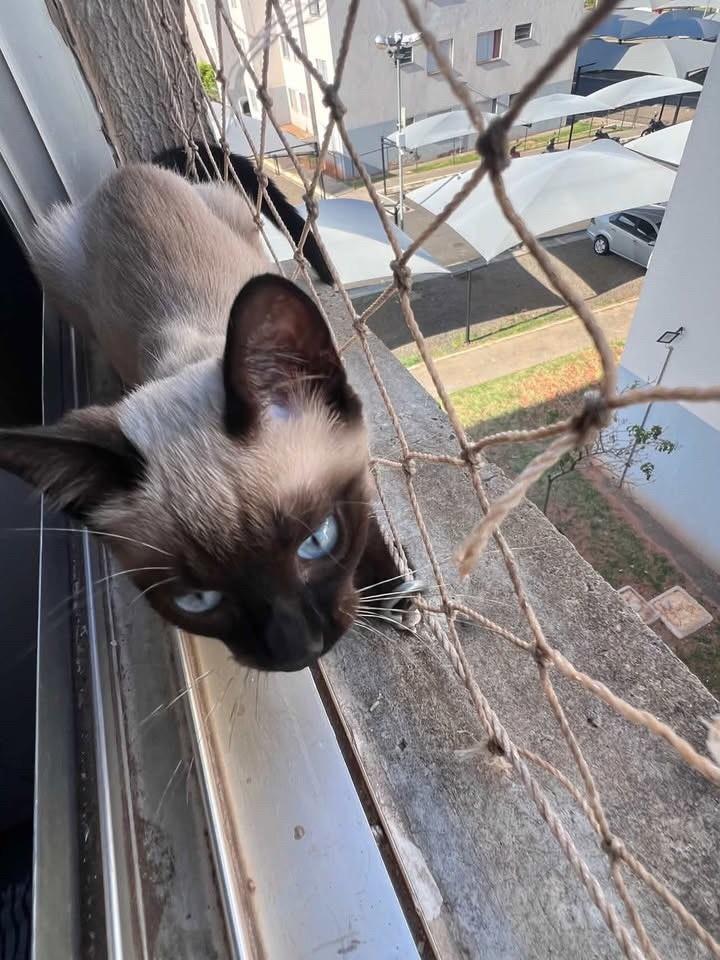 Olívia, gata de porte pequeno para adoção em Bauru - SP — foto 3 de 4